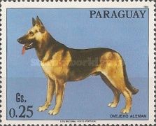 German Shepherd (Canis lupus familiaris)