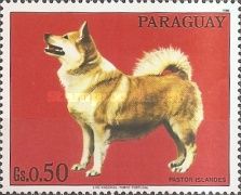 Giant Spitz (Canis lupus familiaris)