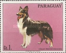 Collie (Canis lupus familiaris)