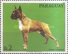 German Boxer (Canis lupus familiaris)