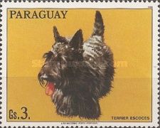 Scotch Terrier (Canis lupus familiaris)