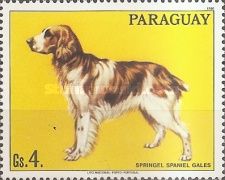 Cocker-Spaniel (Canis lupus familiaris)