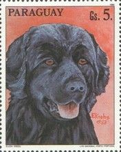 Labrador Retriever (Canis lupus familiaris)