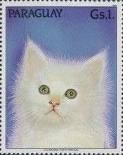Persian White (Felis silvetris catus)