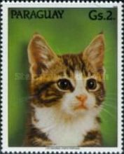 Domestic Cat (Felis silvestris catus)