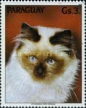 Burmese (Felis silvestris catus)