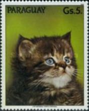 Persian Cat (Felis silvestris catus)
