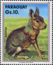 Patagonian Mara (Dolichotis patagonum)