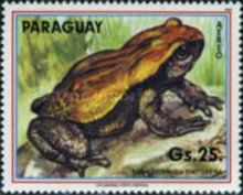 Blomberg's Toad (Rhaebo blombergi)