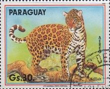 Jaguar (Panthera onca)