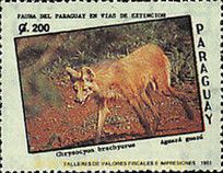 Maned Wolf (Chrysocyon brachyurus)