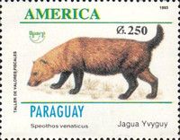Bush Dog (Speothos venaticus)