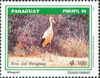 Maguari Stork (Ciconia maguari)
