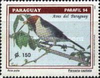 Yellow-billed Cardinal (Paroaria capitata)