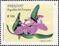 Cattleya nobilior