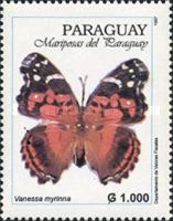 Banded Lady (Vanessa myrinna)