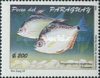 Silver Tetra (Tetragonopterus argenteus)
