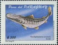 Spottted Sorubim (Pseudoplatystoma coruscans)
