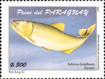 Golden Dorado (Salminus brasiliensis)
