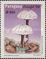 Macrolepiota procera