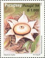 Geastrum triplex