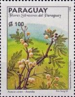 Aromita (Acacia caven)