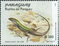 Ameiva ameiva - Giant Amieva Lizard