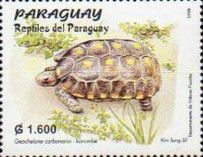 Red Footed Tortoise (Chelonoidis carbonaria)
