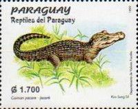 Yacare Caiman (Caiman yacare)