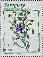 Borago officinalis