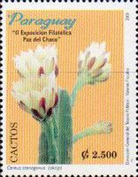 Aktip (Cereus stenogonus)