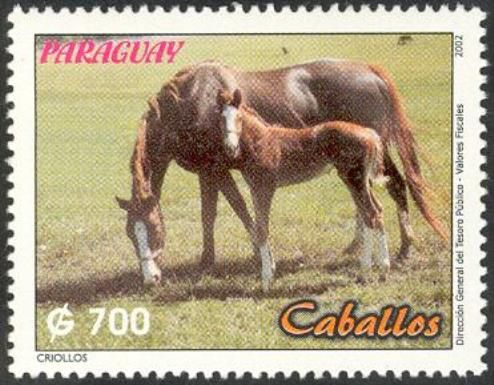 Criollo Horse (Equus ferus caballus)