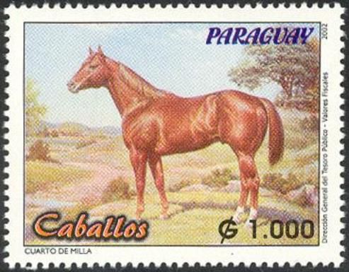 Quarterhorse (Equus ferus caballus)