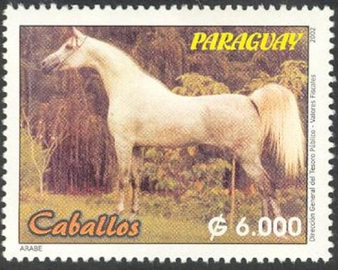 Arabian Horse (Equus ferus caballus)