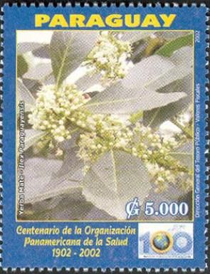 Yerba Mate (Ilex paraguayensis)
