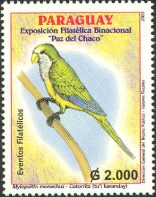 Monk Parakeet (Myiopsitta monachus)