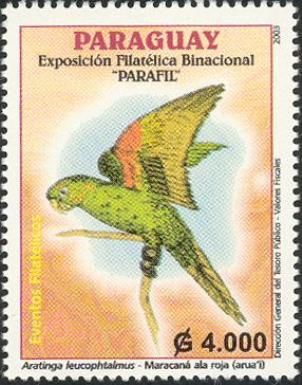 White-eyed Parakeet (Aratinga leucophthalmus)