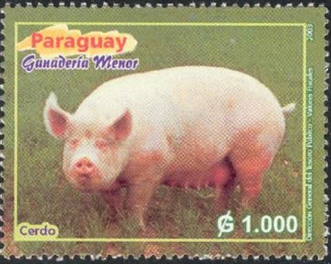 Domestic Pig (Sus scrofa domestica)
