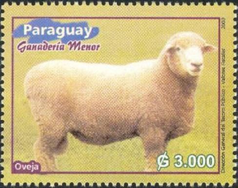 Domestic Sheep (Ovis ammon aries)
