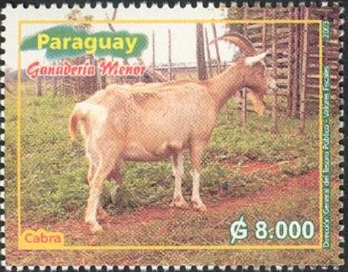 Domestic Goat (Capra aegagrus hircus)