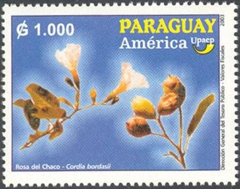 Cordia bordasii