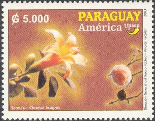 Chorisia insignis