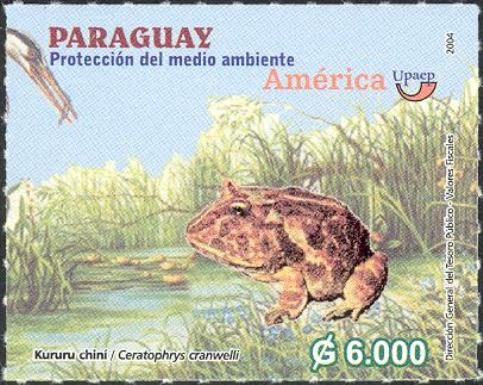 Cranwell's Horned Frog (Ceratophrys cranwelli)