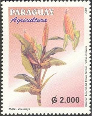 Maize (Zea mayi)