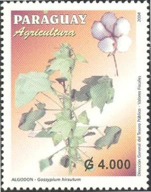 Algodon or Cotton (Gossyplum hirsutum)