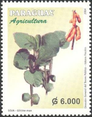 Soya (Glycine max)