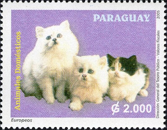 Domestic Cat (Felis silvestris catus)