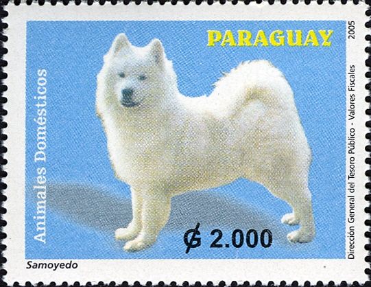Samoyed Dog (Canis lupus familiaris)