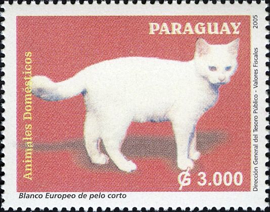 European White Cat