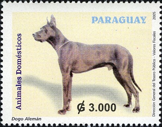 Great Dane (Canis lupus familiaris)